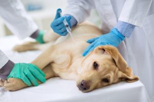 Heartworm Prevention for Dogs