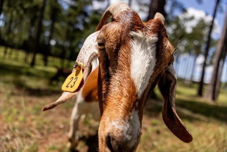 Goat Medications Central Mississippi