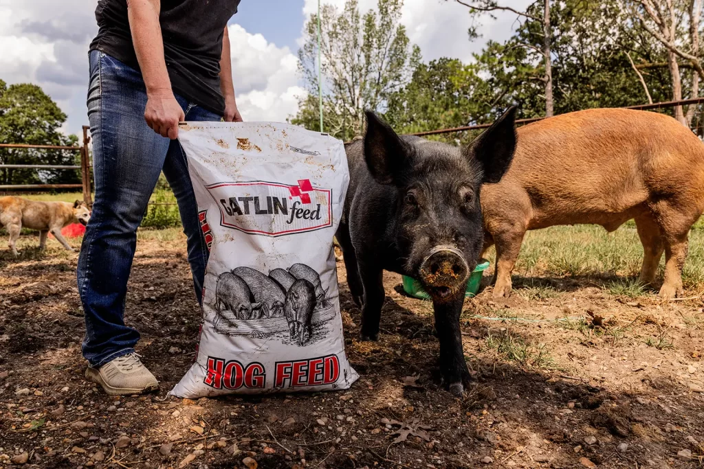 Swine Pig Medication