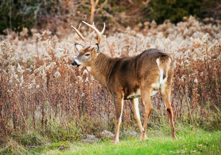 Whitetail deer