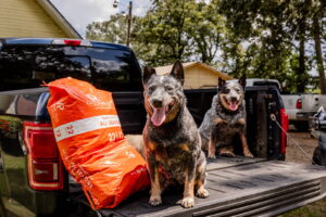 pet medications central mississippi